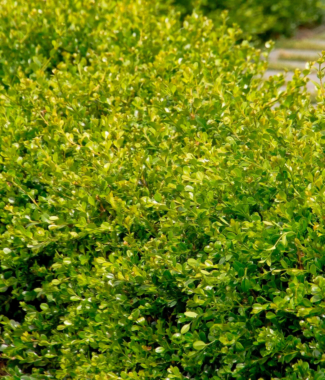 WINTER GEM BOXWOOD 5gal