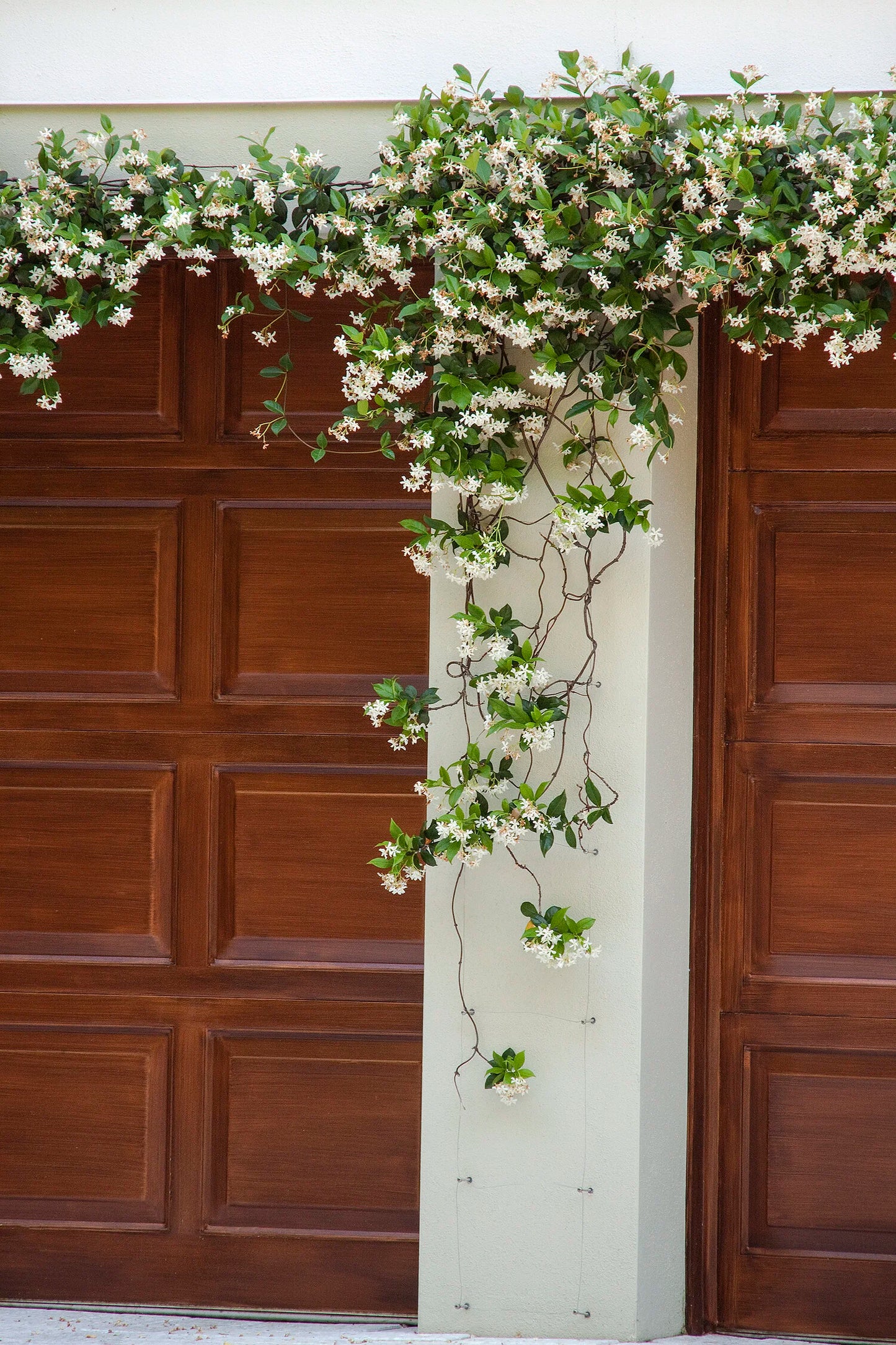 STAR JASMINE 1gal
