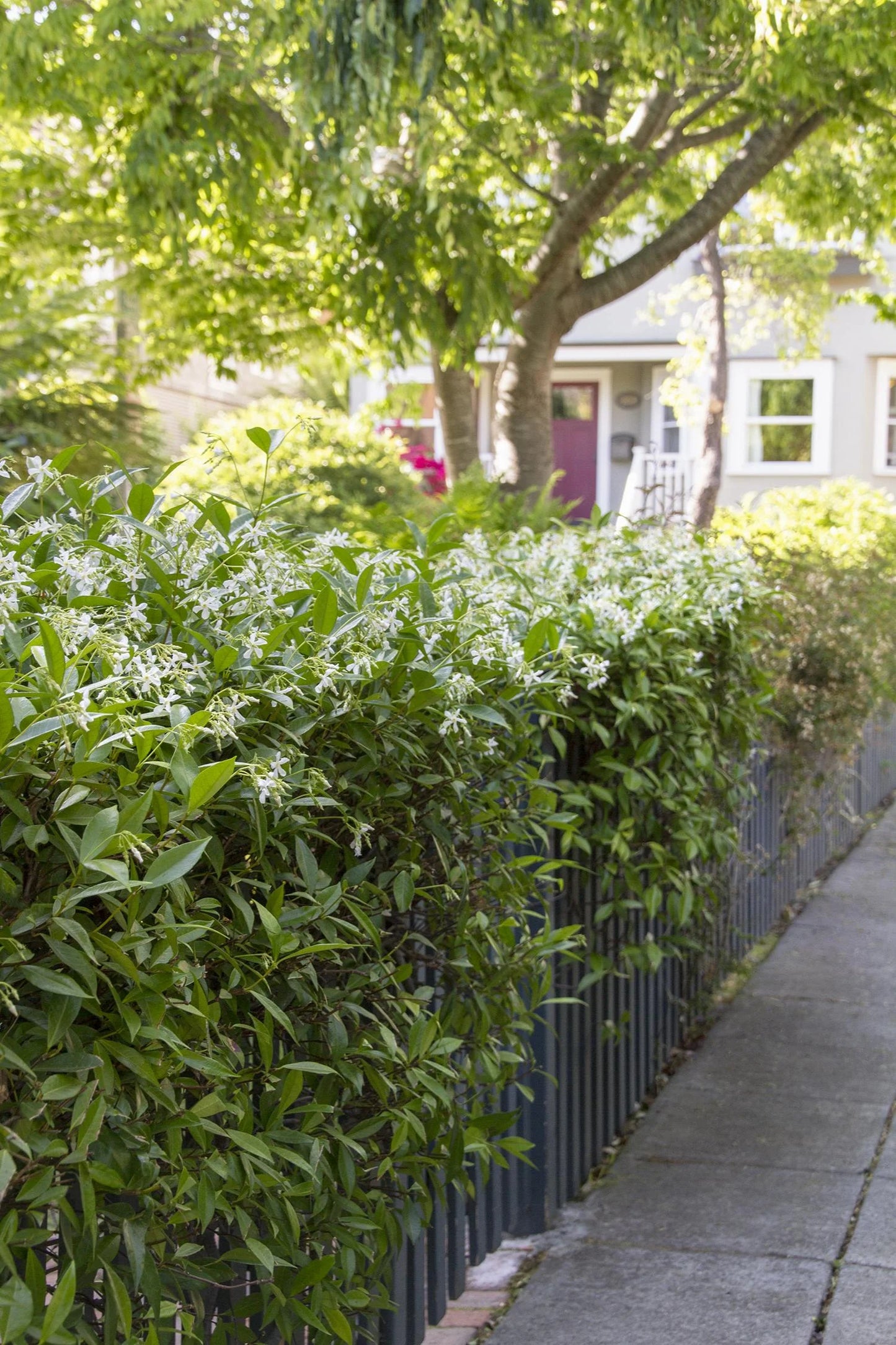 STAR JASMINE 1gal