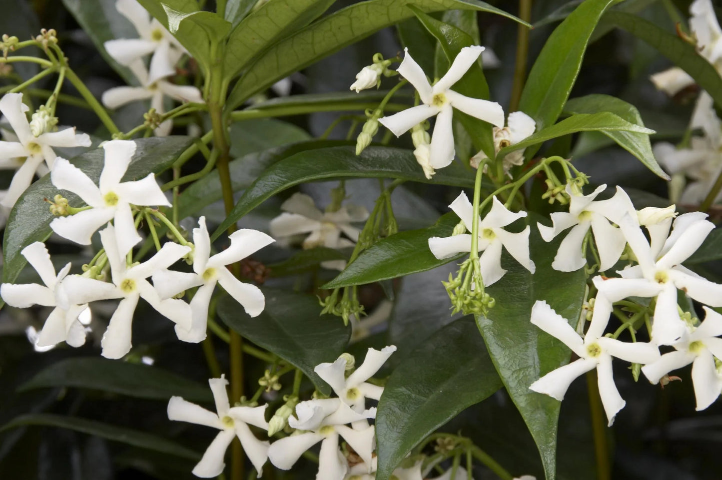 STAR JASMINE 1gal