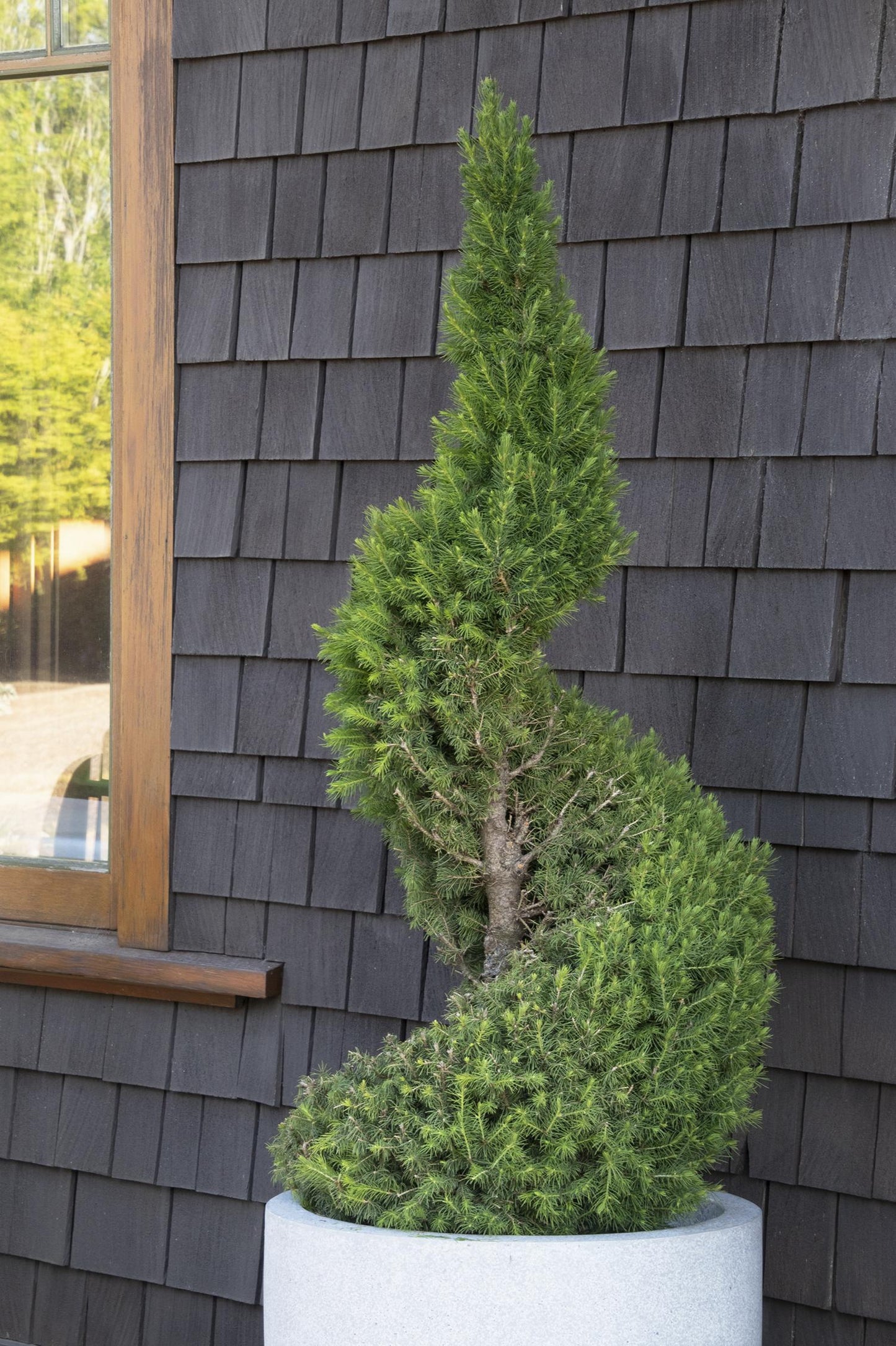 SPIRAL SPRUCE 2gal