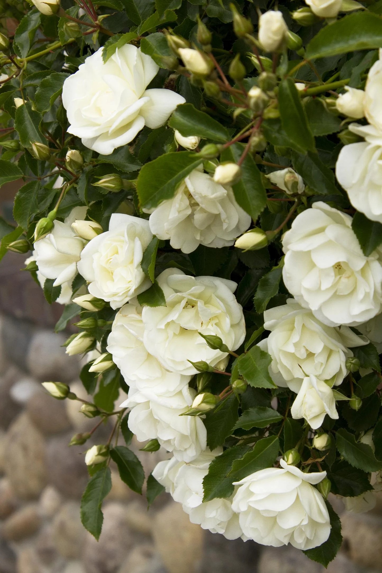 WHITE CARPET ROSE 2gal