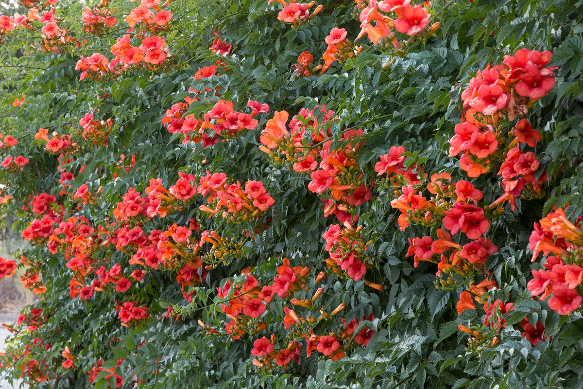 MADAME GALEN TRUMPET VINE 1gal