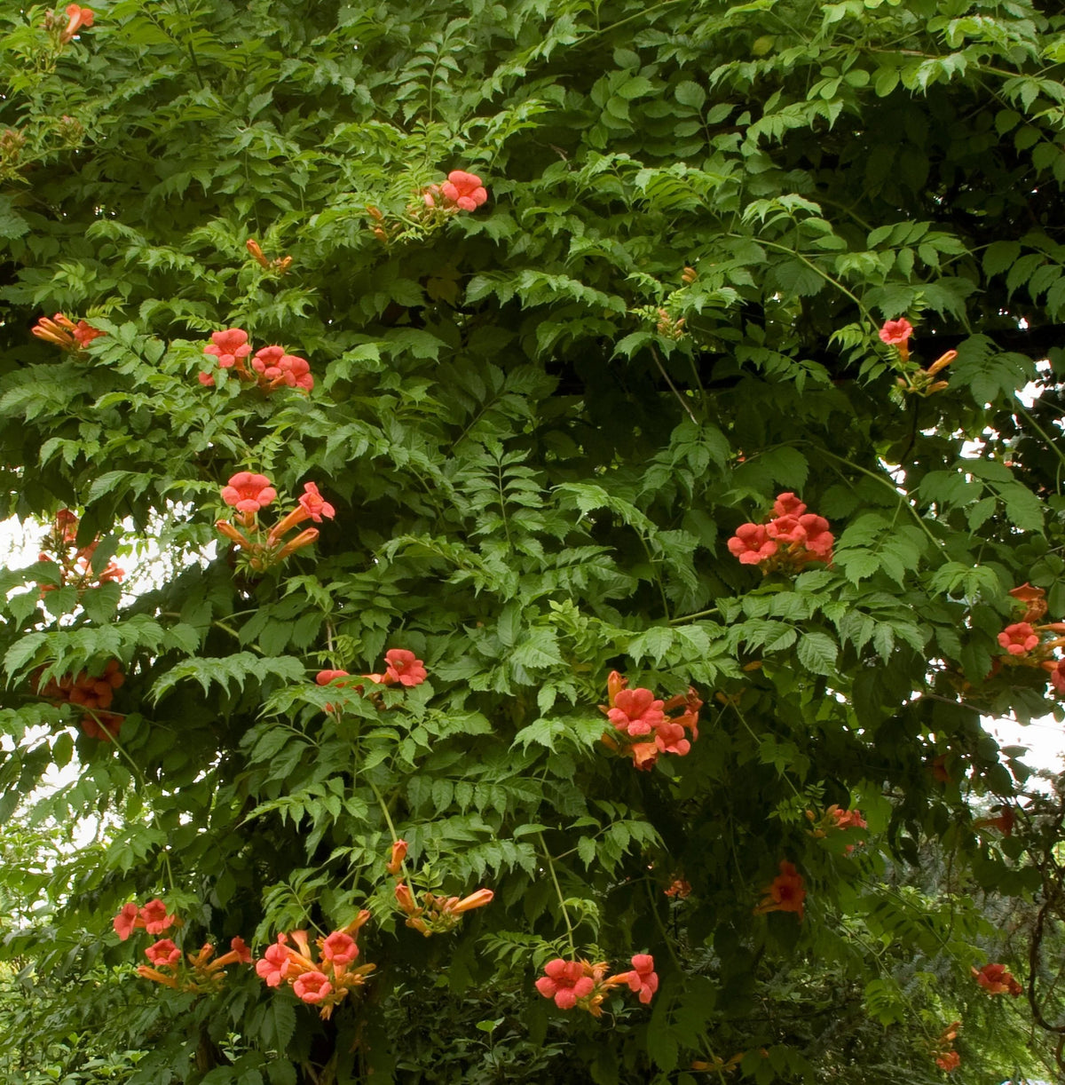 MADAME GALEN TRUMPET VINE 1gal