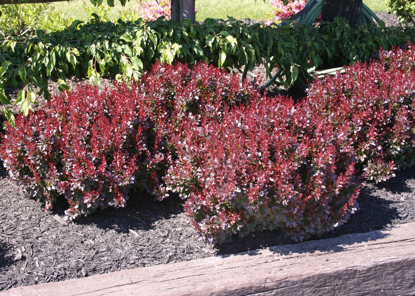 WorryFree® Crimson Cutie® Barberry (Berberis thunbergii 'Crimson Cutie') - 2 gallon 10"