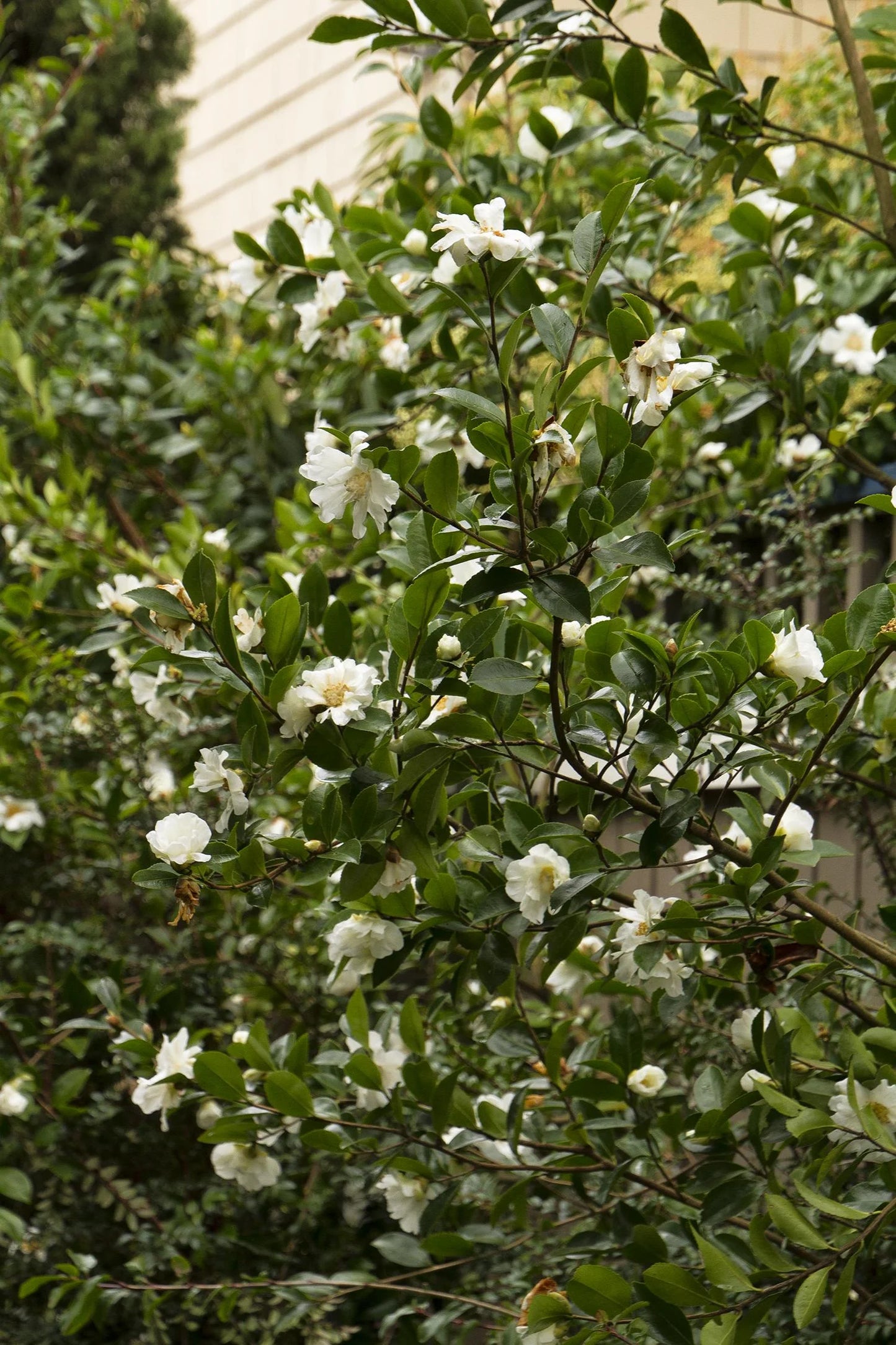 WINTER'S SNOWMAN ICE ANGELS CAMELLIA 5gal