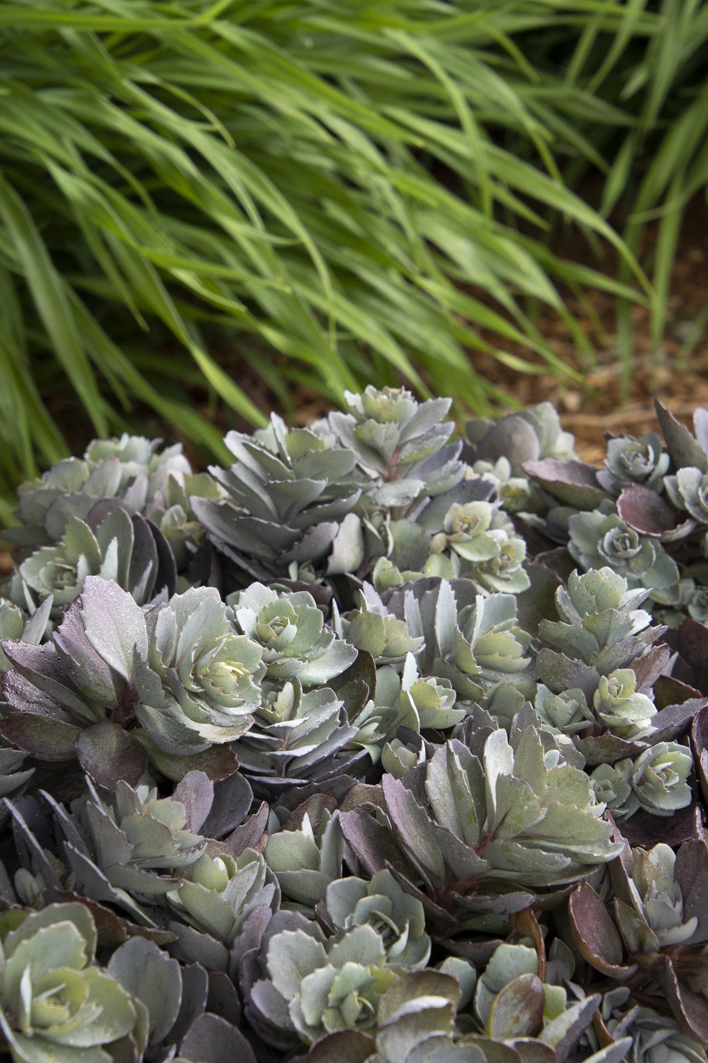 SUNSPARKLER DAZZLEBERRY SEDUM 1gal