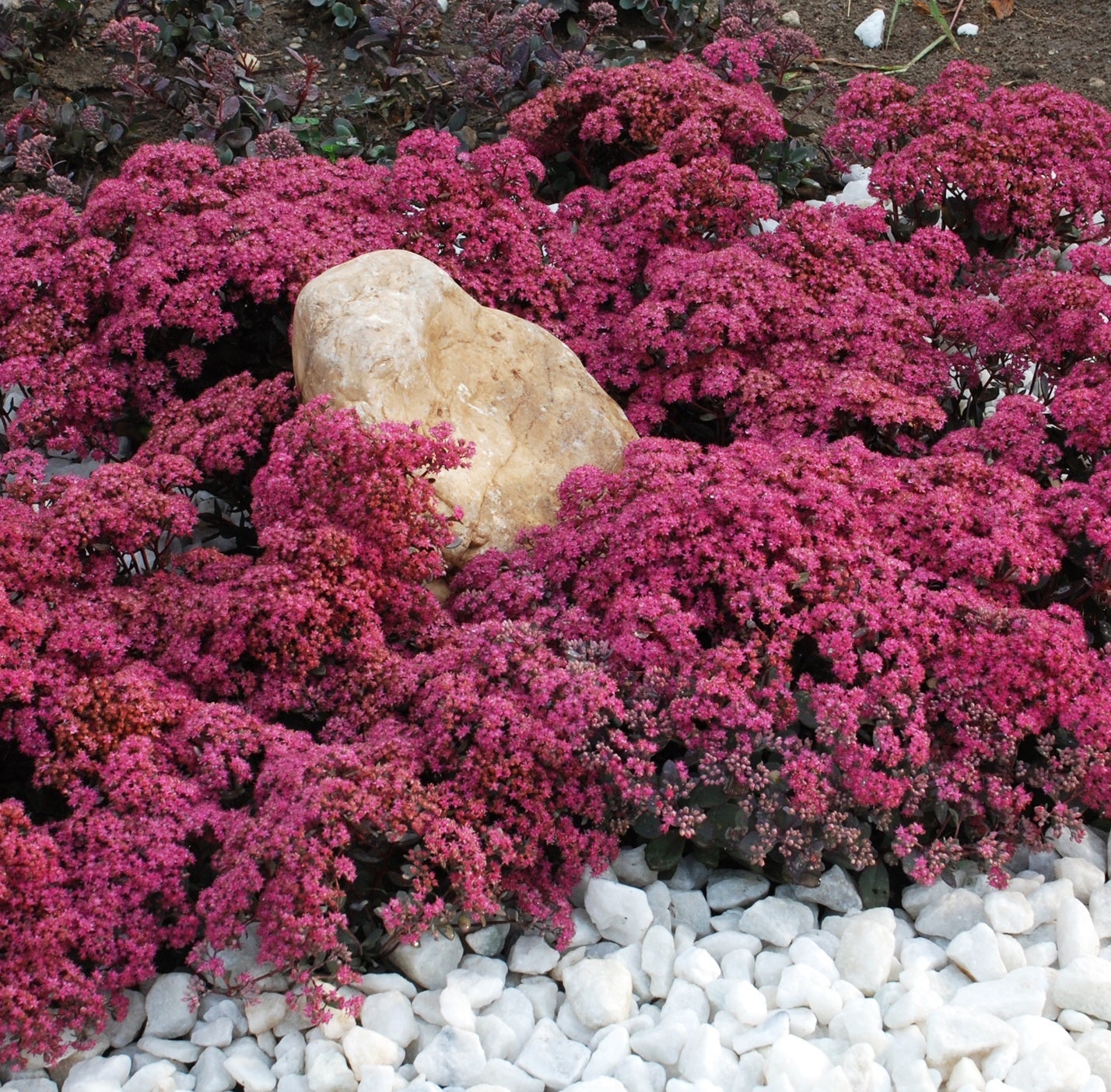 SUNSPARKLER DAZZLEBERRY SEDUM 1gal