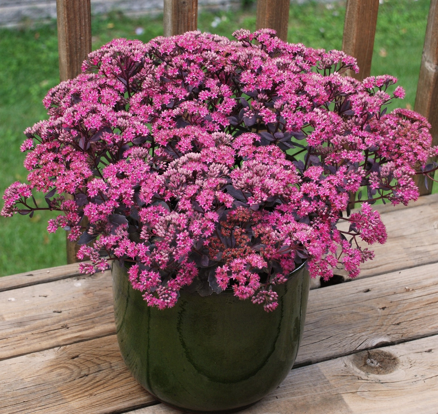 SUNSPARKLER DAZZLEBERRY SEDUM 1gal
