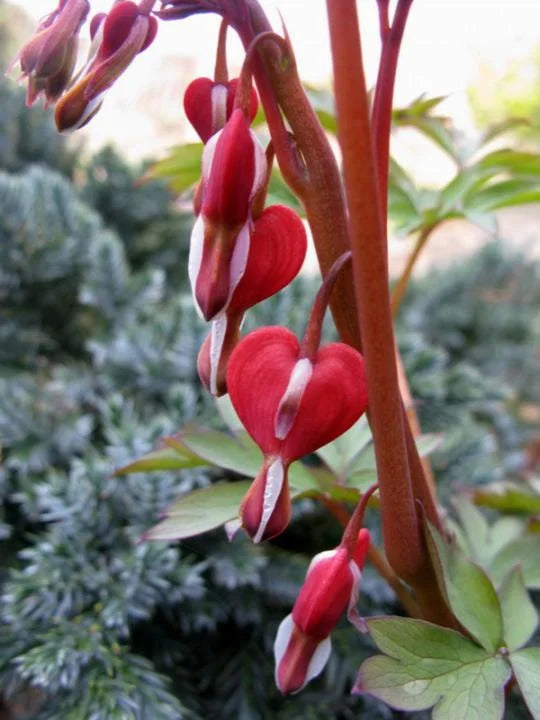 VALENTINE BLEEDING HEART 1gal