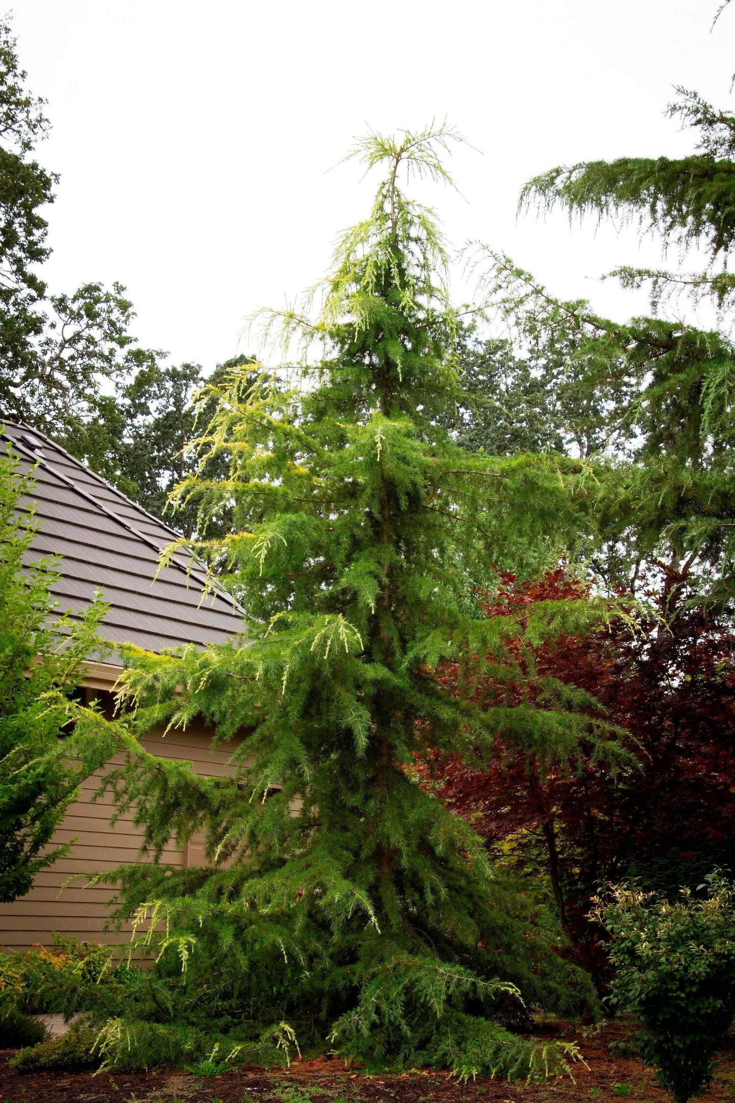 AUREA GOLD DEODAR CEDAR TREE 10gal