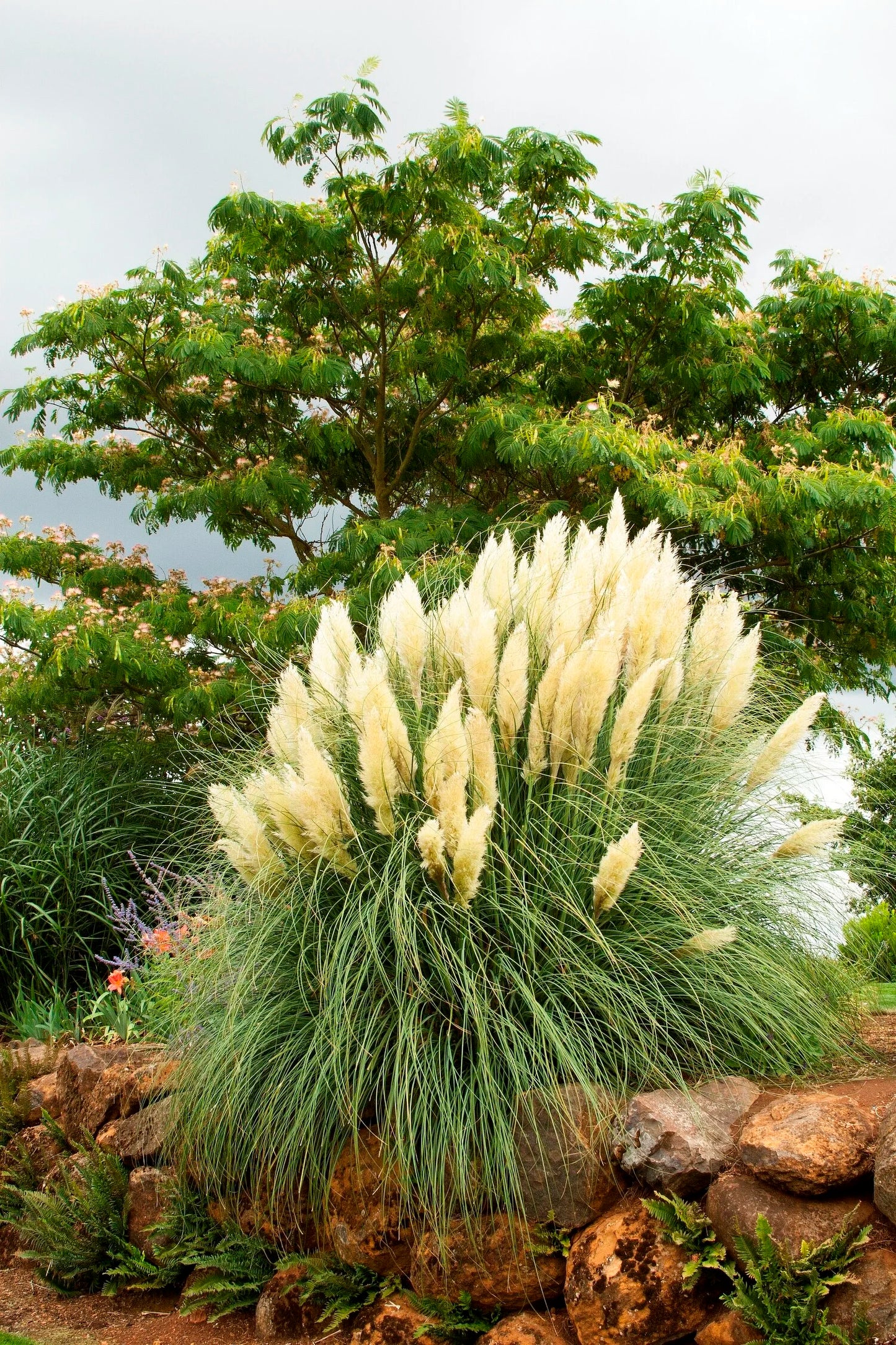 IVORY FEATHERS PAMPAS GRASS 2gal