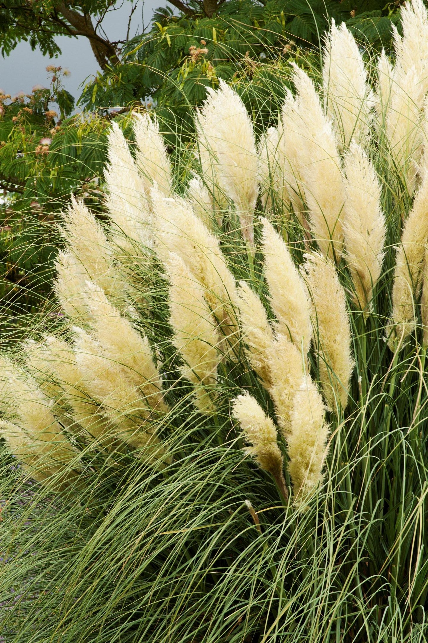 IVORY FEATHERS PAMPAS GRASS 2gal