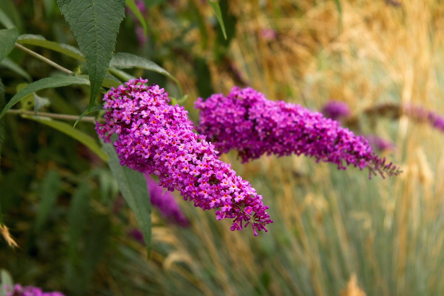 ROYAL RED BUTTERFLY BUSH PATIO TREE 5gal