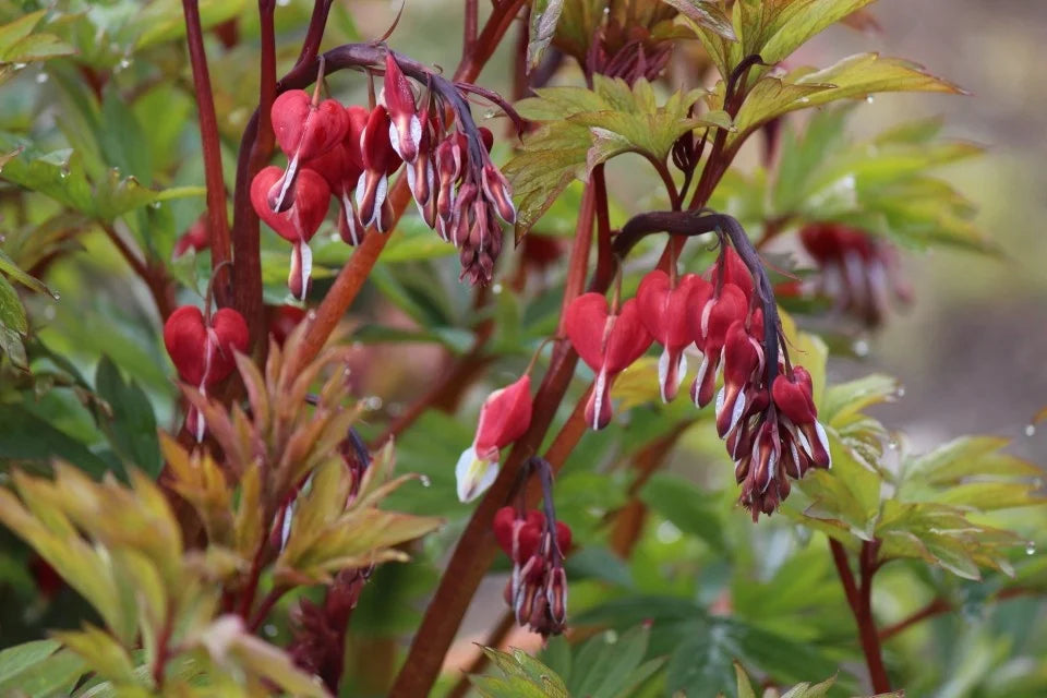 VALENTINE BLEEDING HEART 1gal