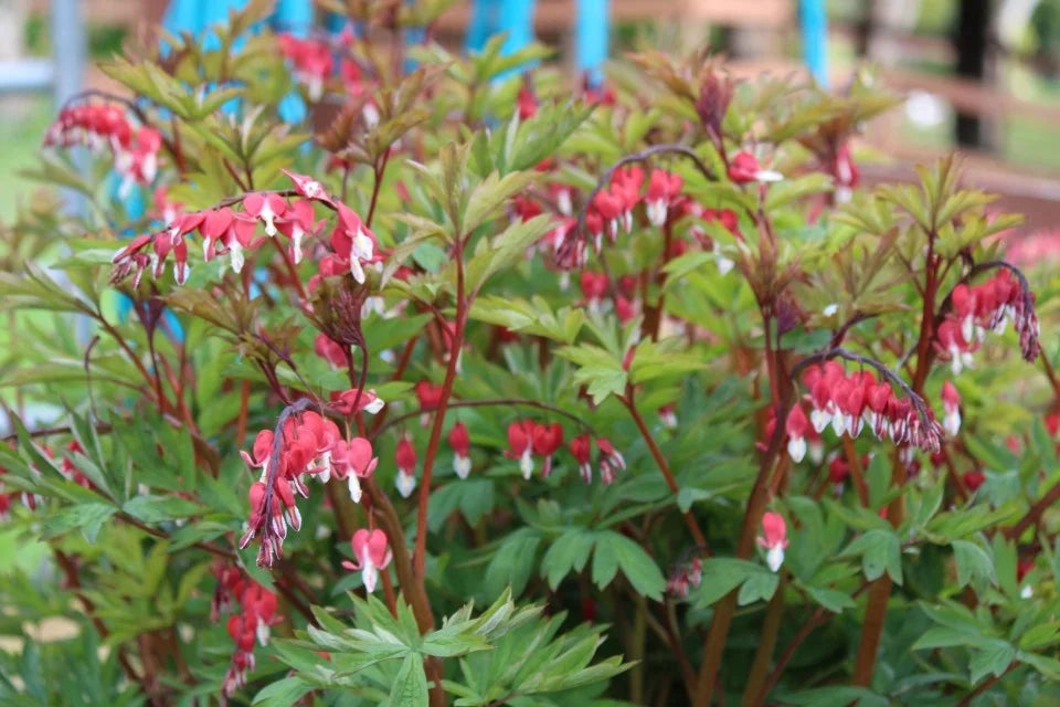 VALENTINE BLEEDING HEART 1gal