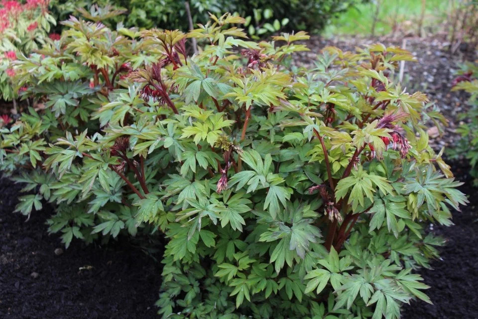 VALENTINE BLEEDING HEART 1gal