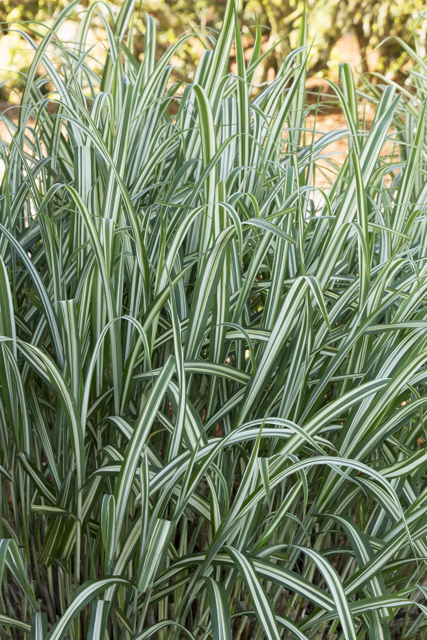 CABARET JAPANESE SILVER GRASS 2gal