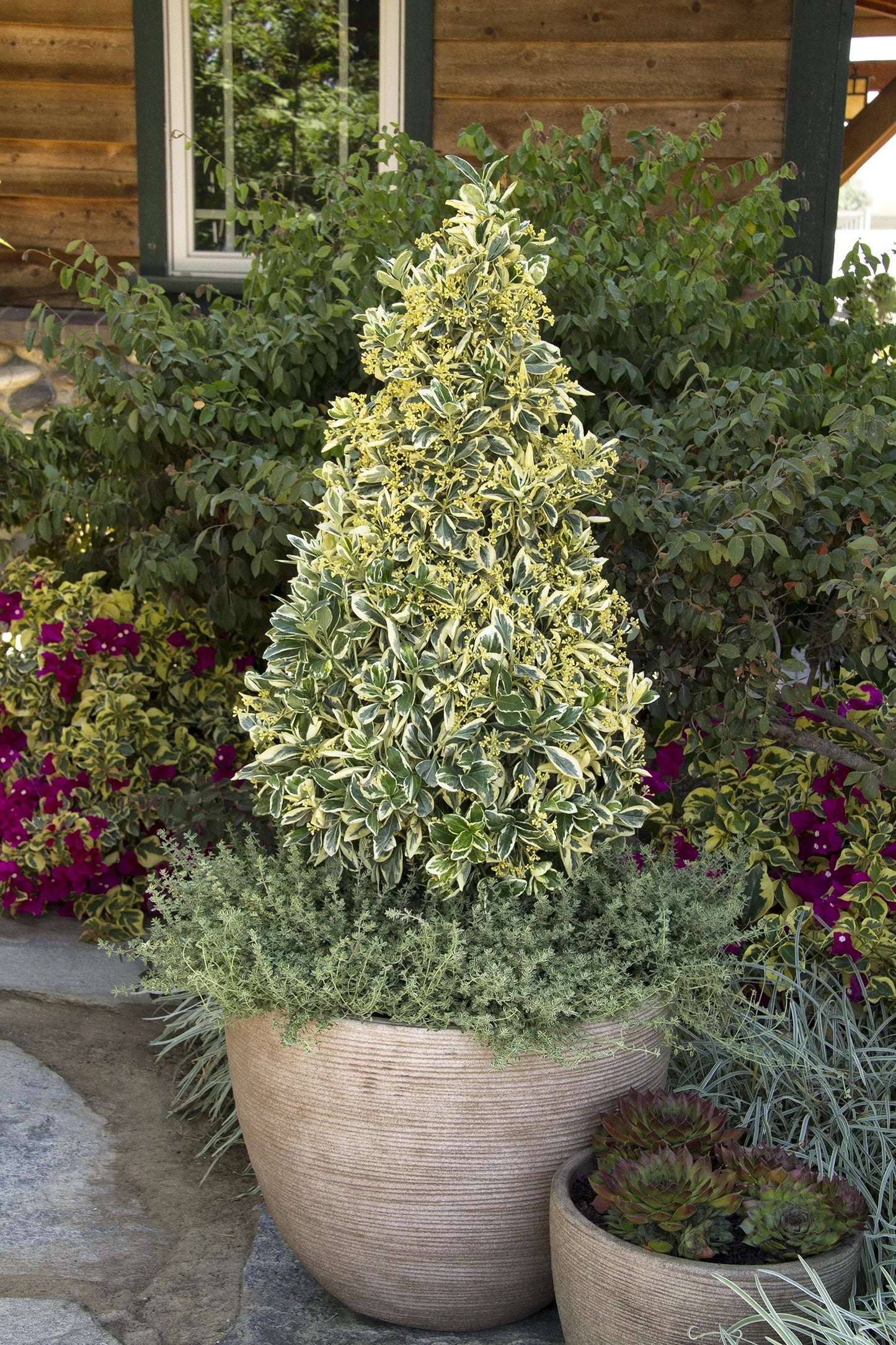 SILVER KING EUONYMUS 6gal