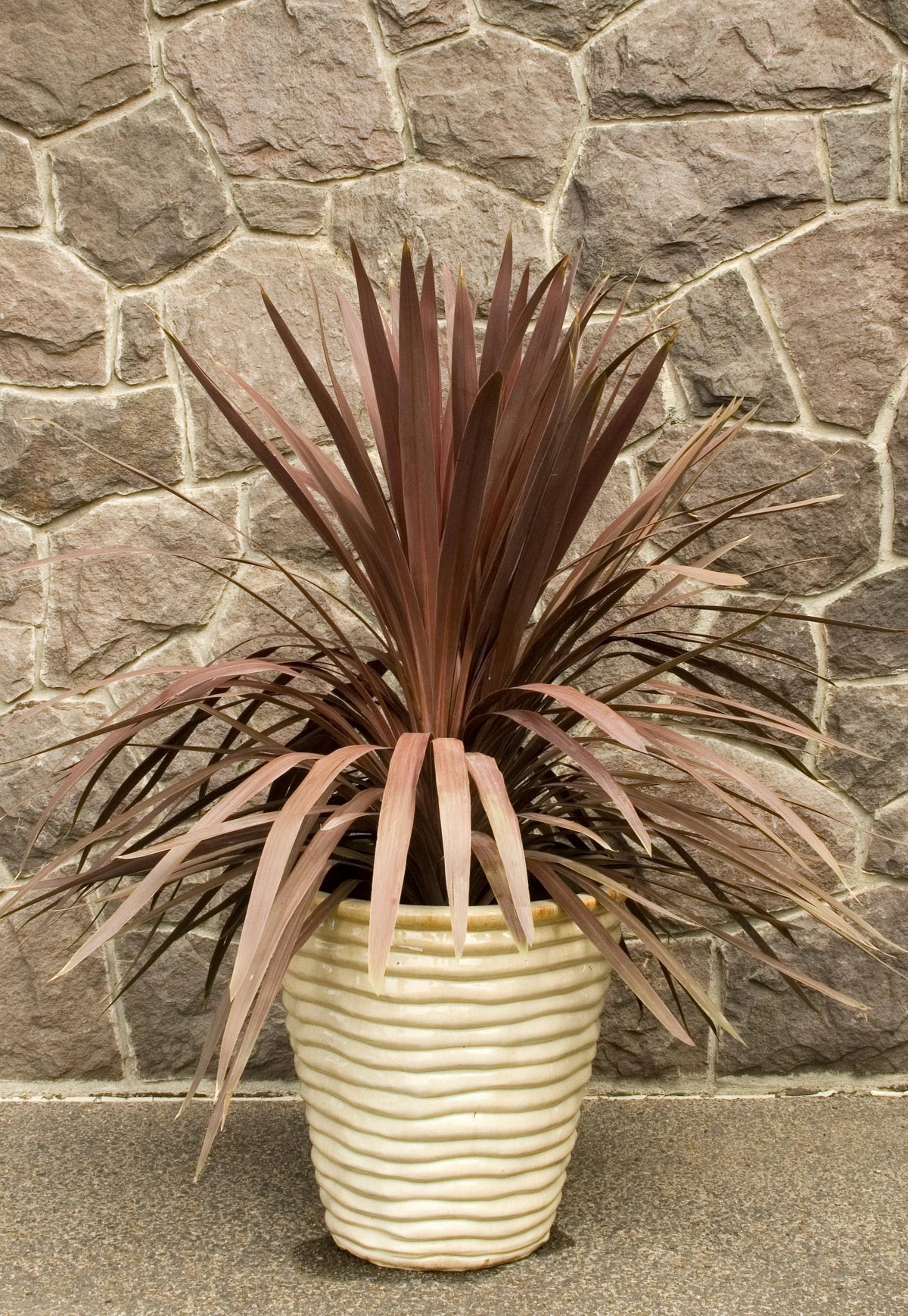 ASSORTED CORDYLINE 2gal