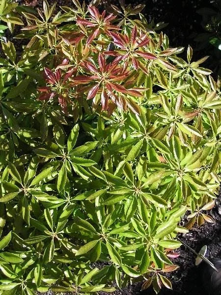 GAY GOBLIN LILY OF THE VALLEY PIERIS 2gal