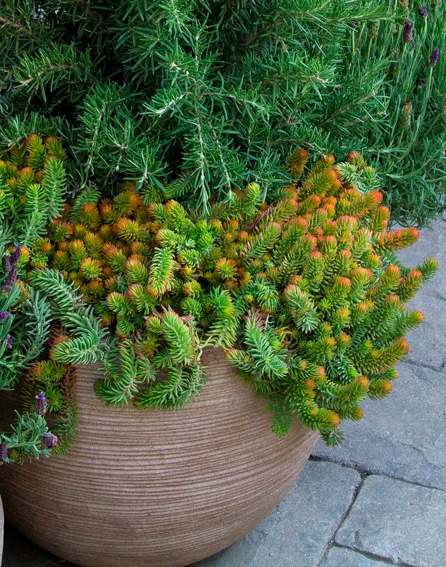 ANGELINA SEDUM 1gal
