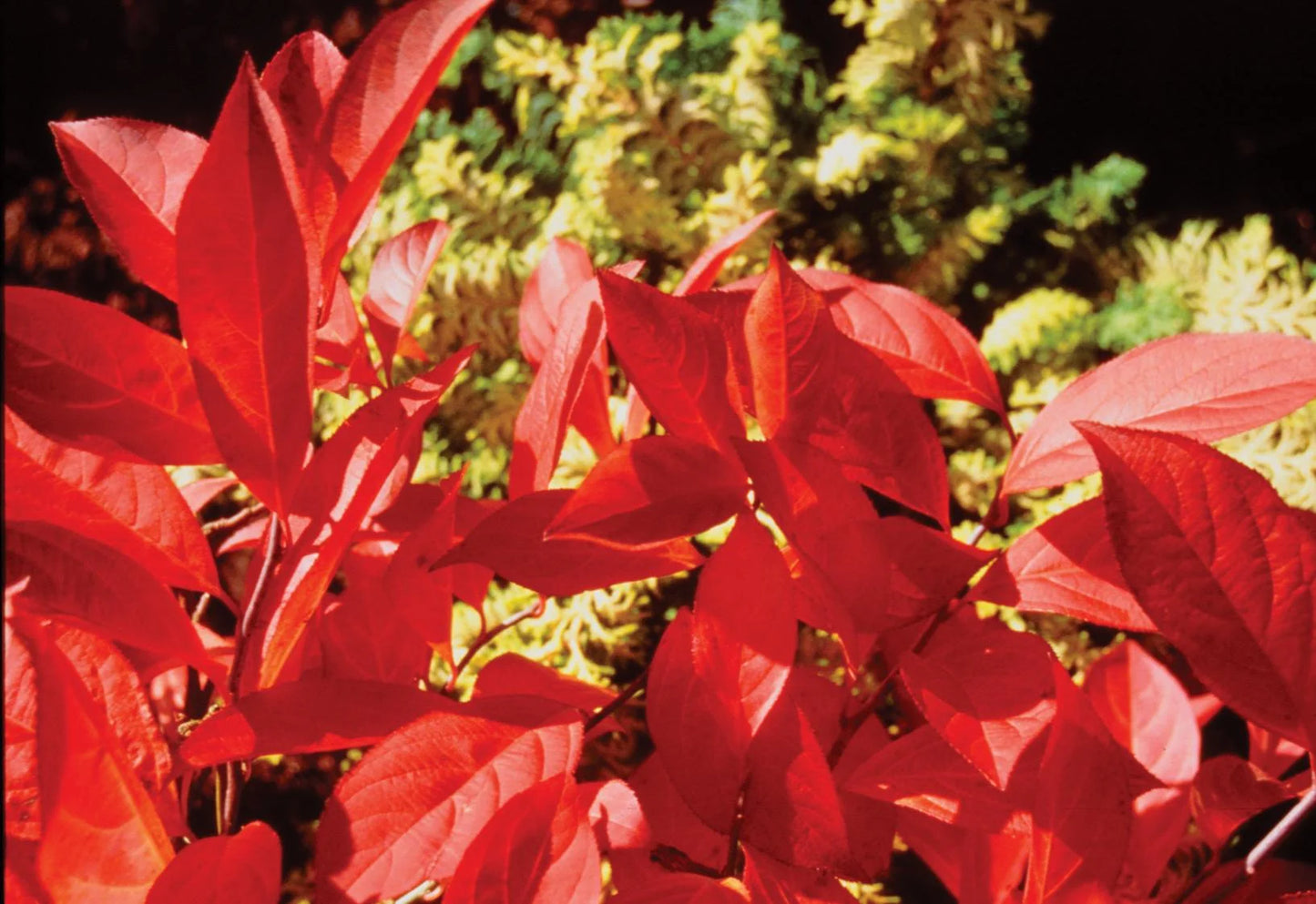 SCENTLANDIA SWEETSPIRE 2gal