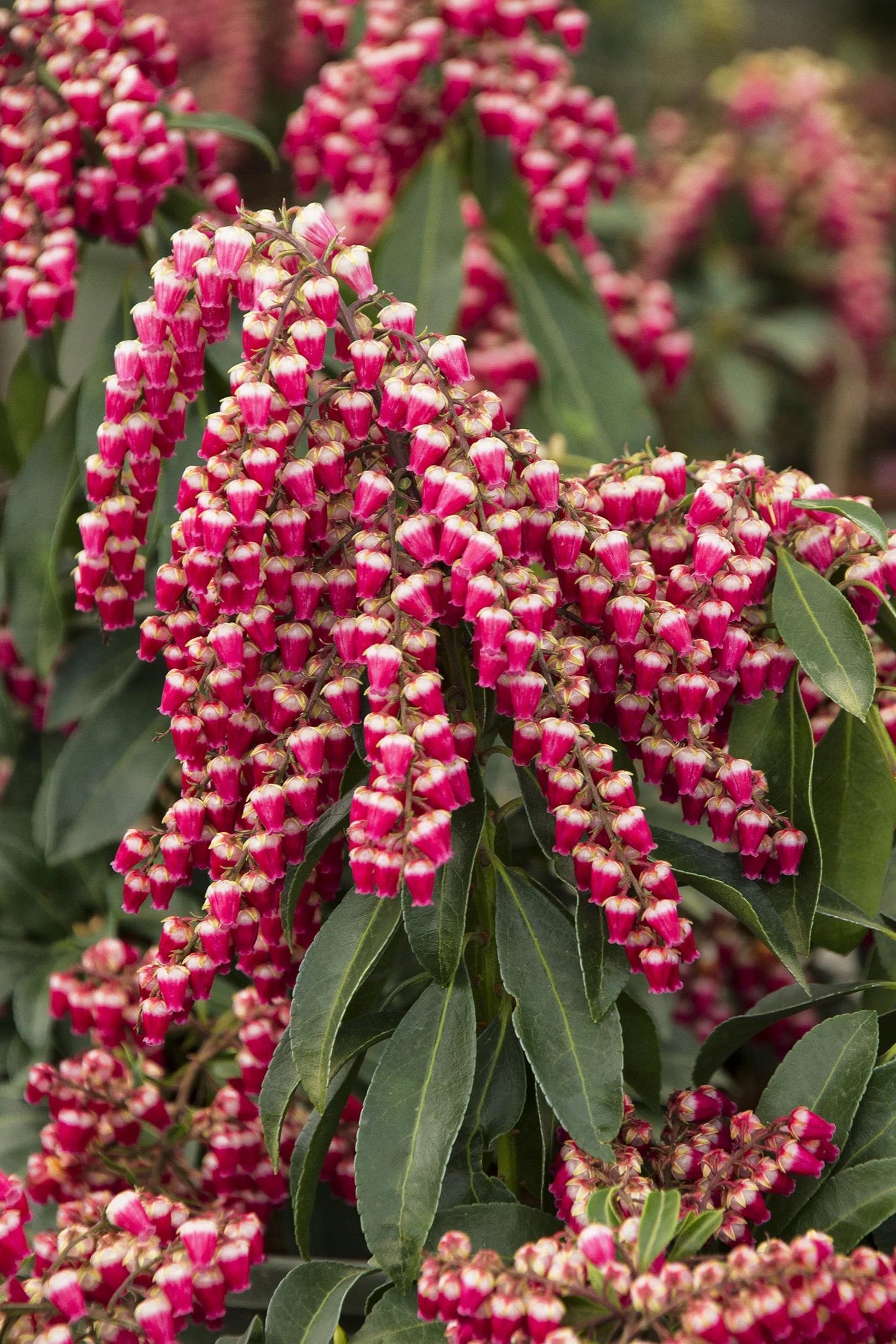 GAY GOBLIN LILY OF THE VALLEY PIERIS 2gal