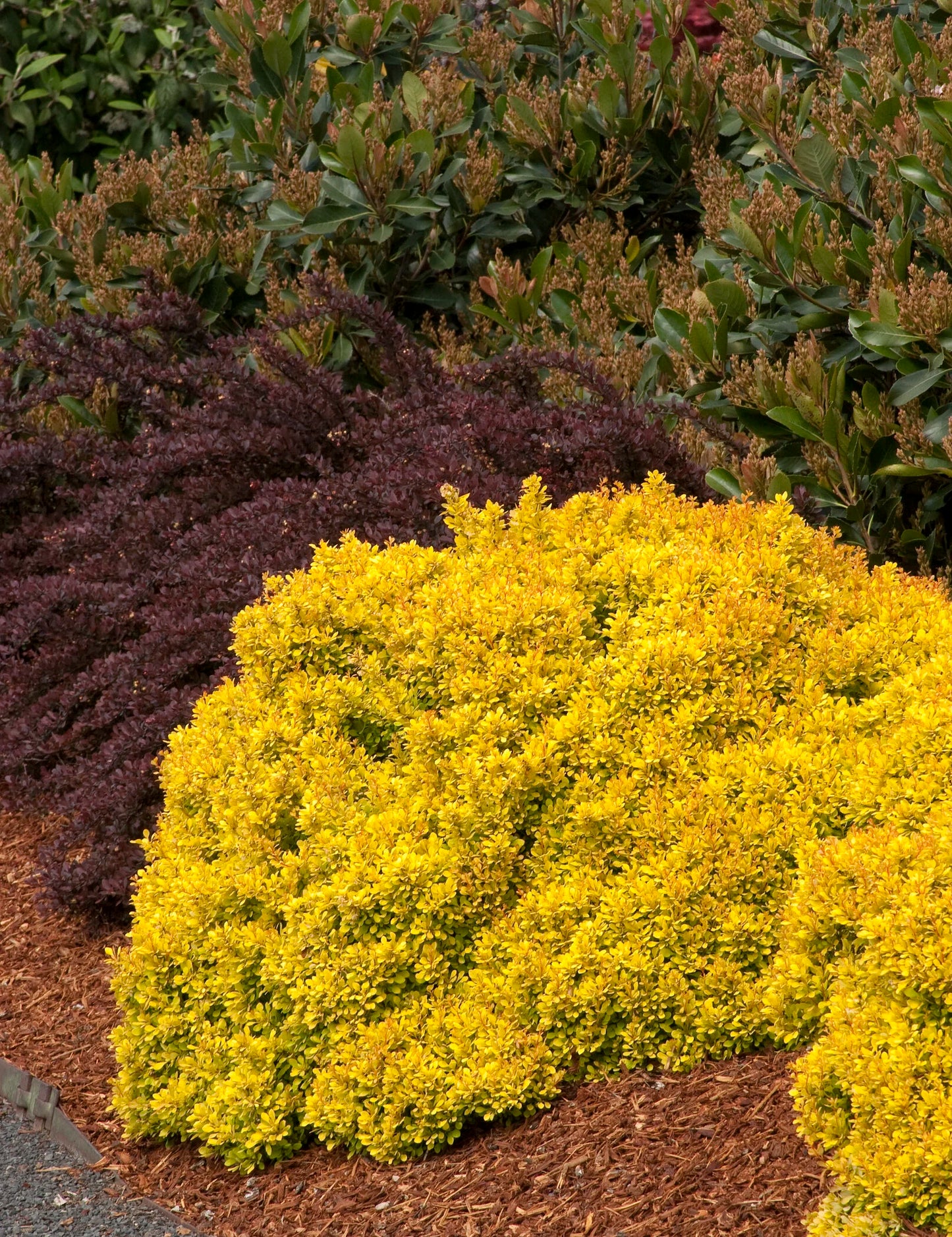 GOLDEN NUGGET BARBERRY 2gal