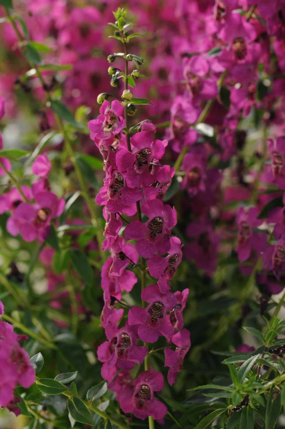 ARCHANGEL CHERRY RED ANGELONIA 4in