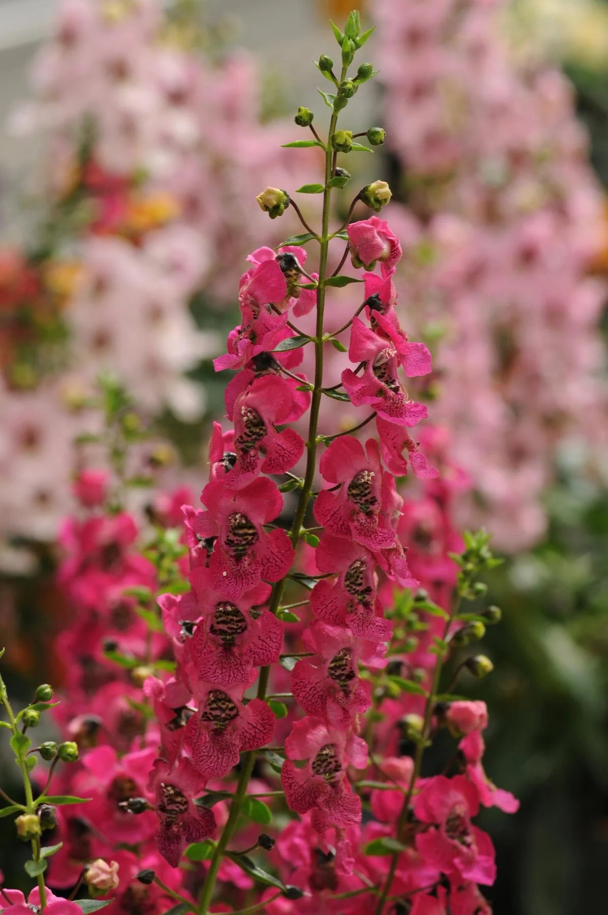 ARCHANGEL CHERRY RED ANGELONIA 4in
