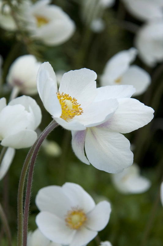 ANEMONE SNOWDROP 1gal