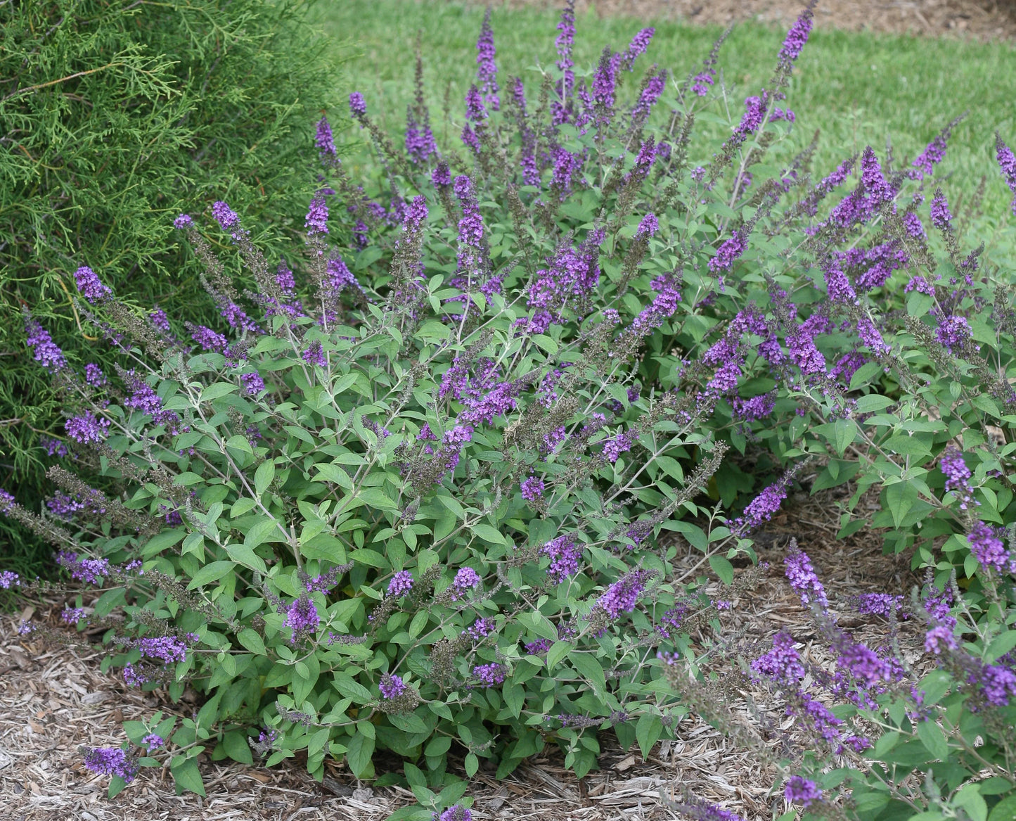 LO & BEHOLD BUTTERFLY BUSH BLUE CHIP 2gal