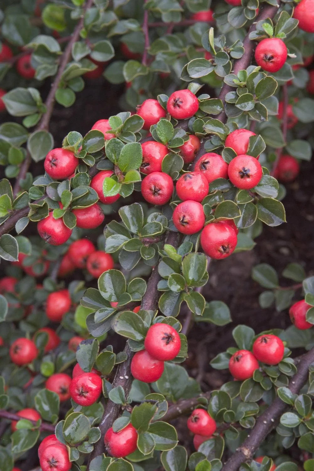CRANBERRY COTONEASTER 5gal