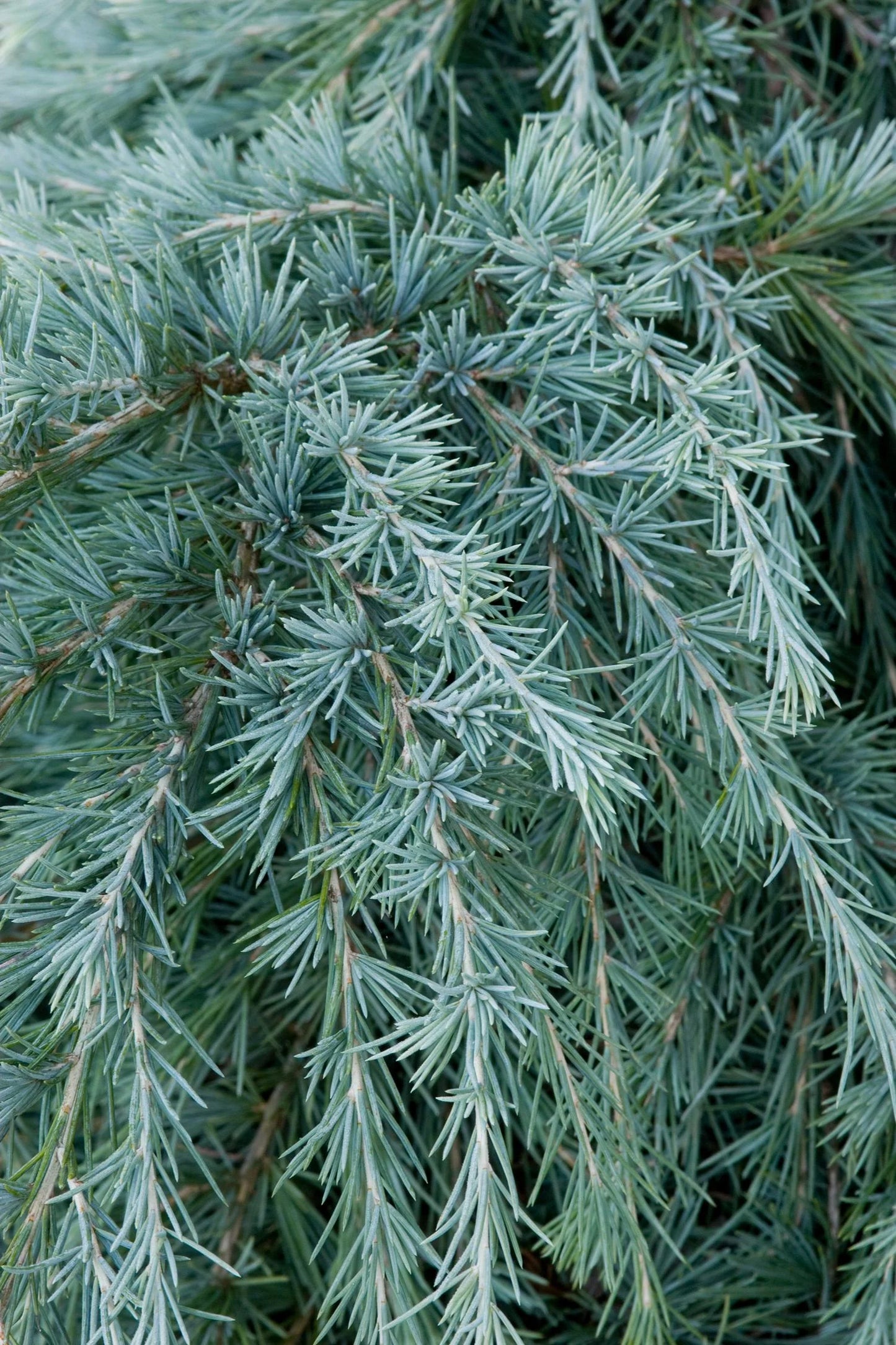 FEELING BLUE WEEPING CEDAR 5gal