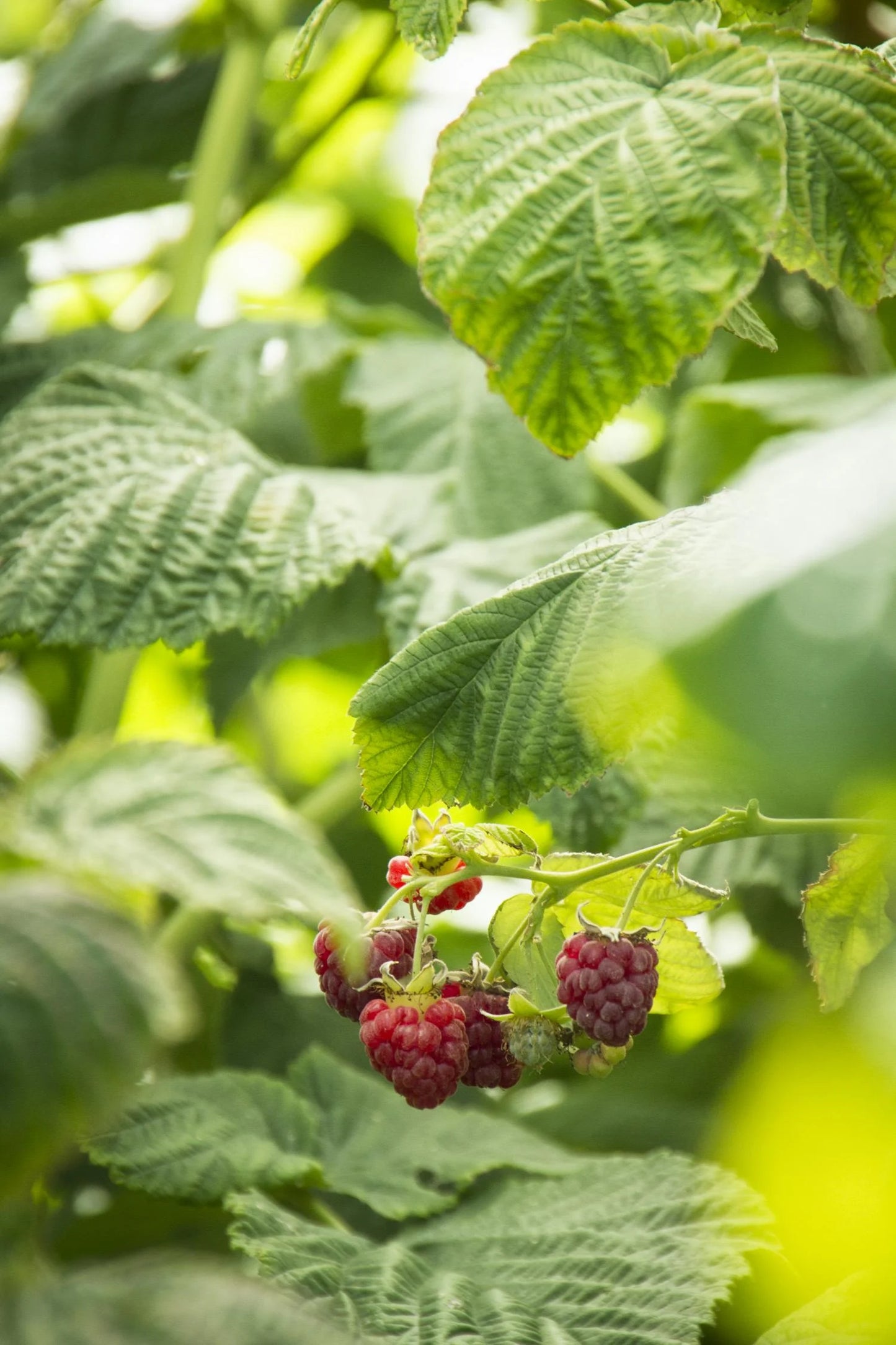 CANBY RED RASPBERRY 2gal