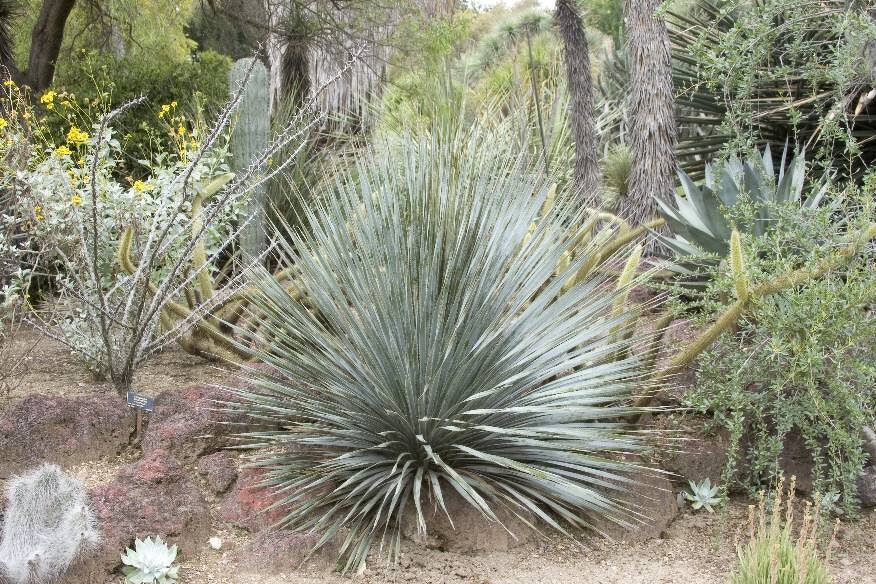SILVER DESERT SPOON 2gal