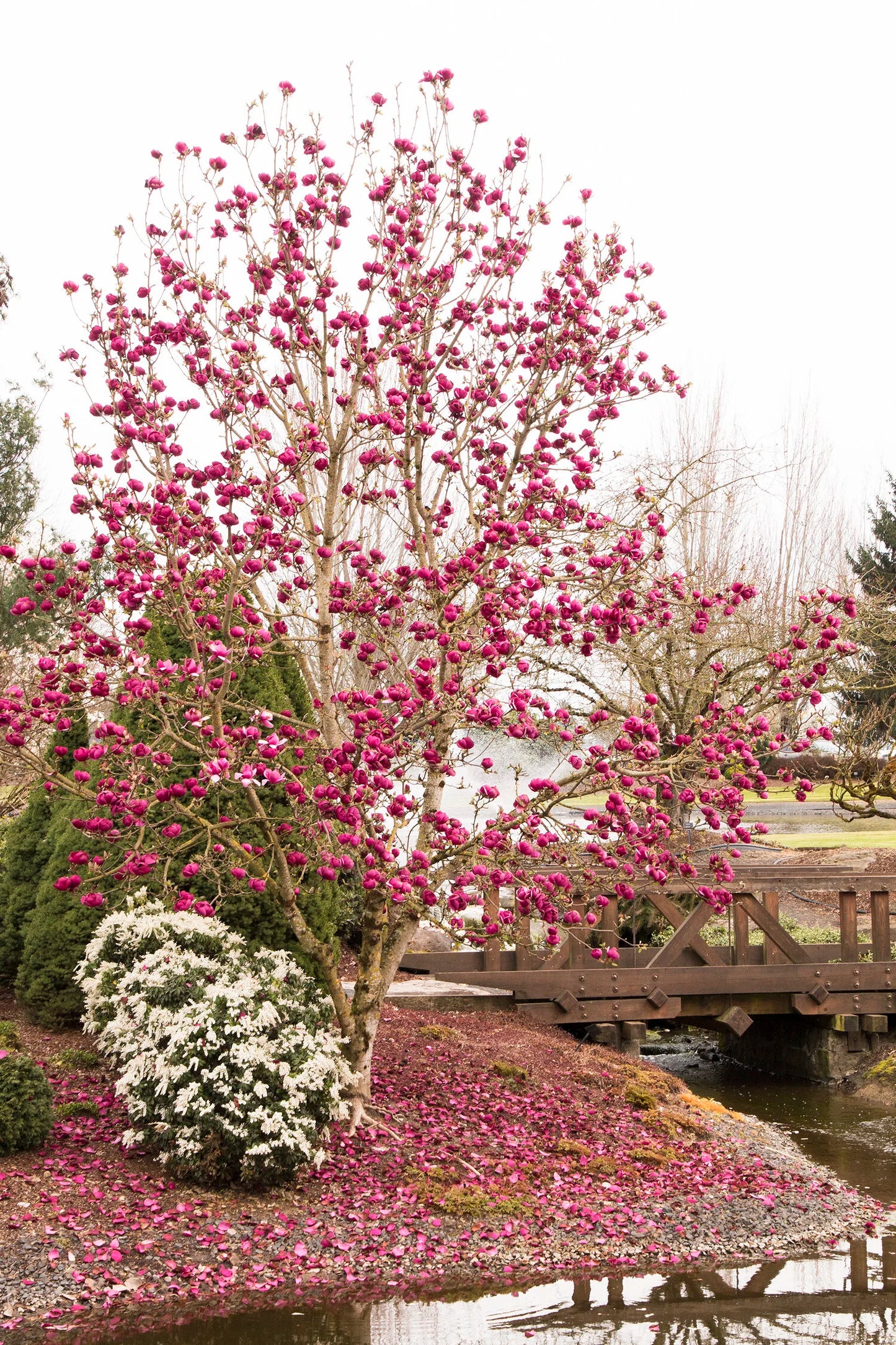 BLACK TULIP MAGNOLIA 5gal