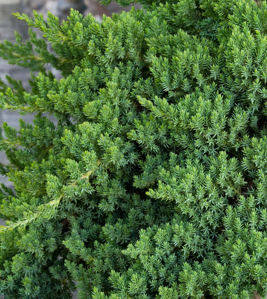 NANA DWARF JAPANESE GARDEN JUNIPER LITTLE ONE