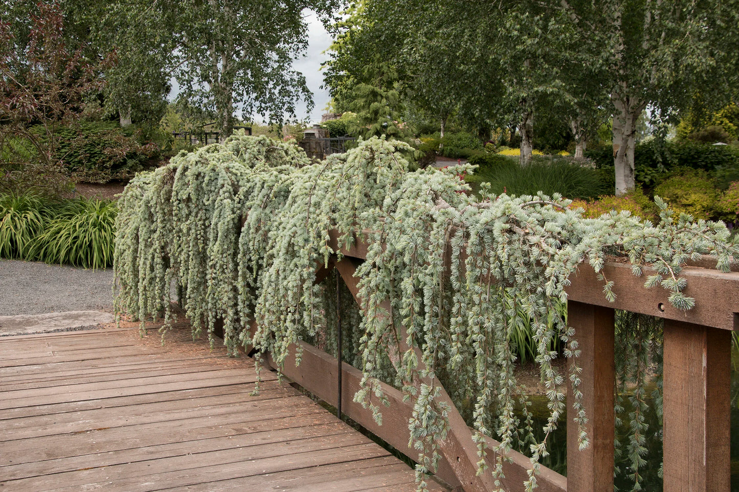 WEEPING ATLAS CEDAR TREE 7gal