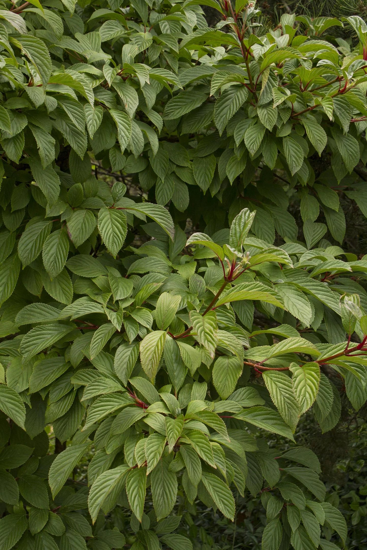 PINK DAWN VIBURNUM 5gal