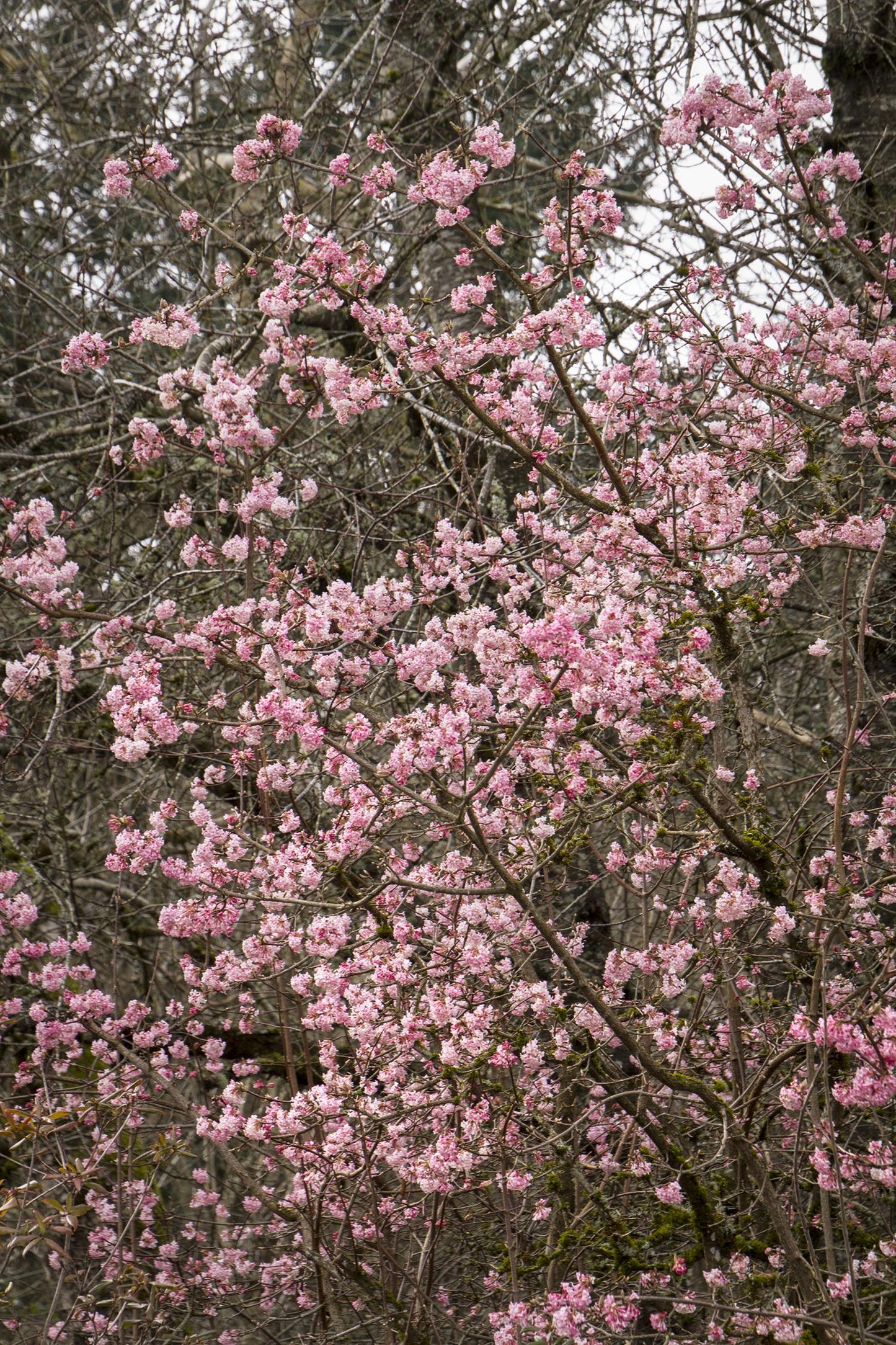 PINK DAWN VIBURNUM 5gal