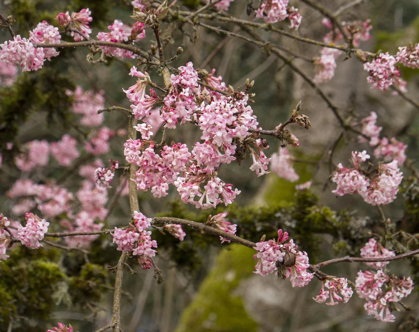 PINK DAWN VIBURNUM 5gal