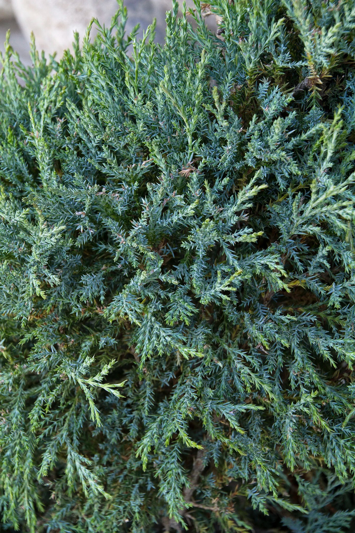 MEDORA JUNIPER TREE 10gal