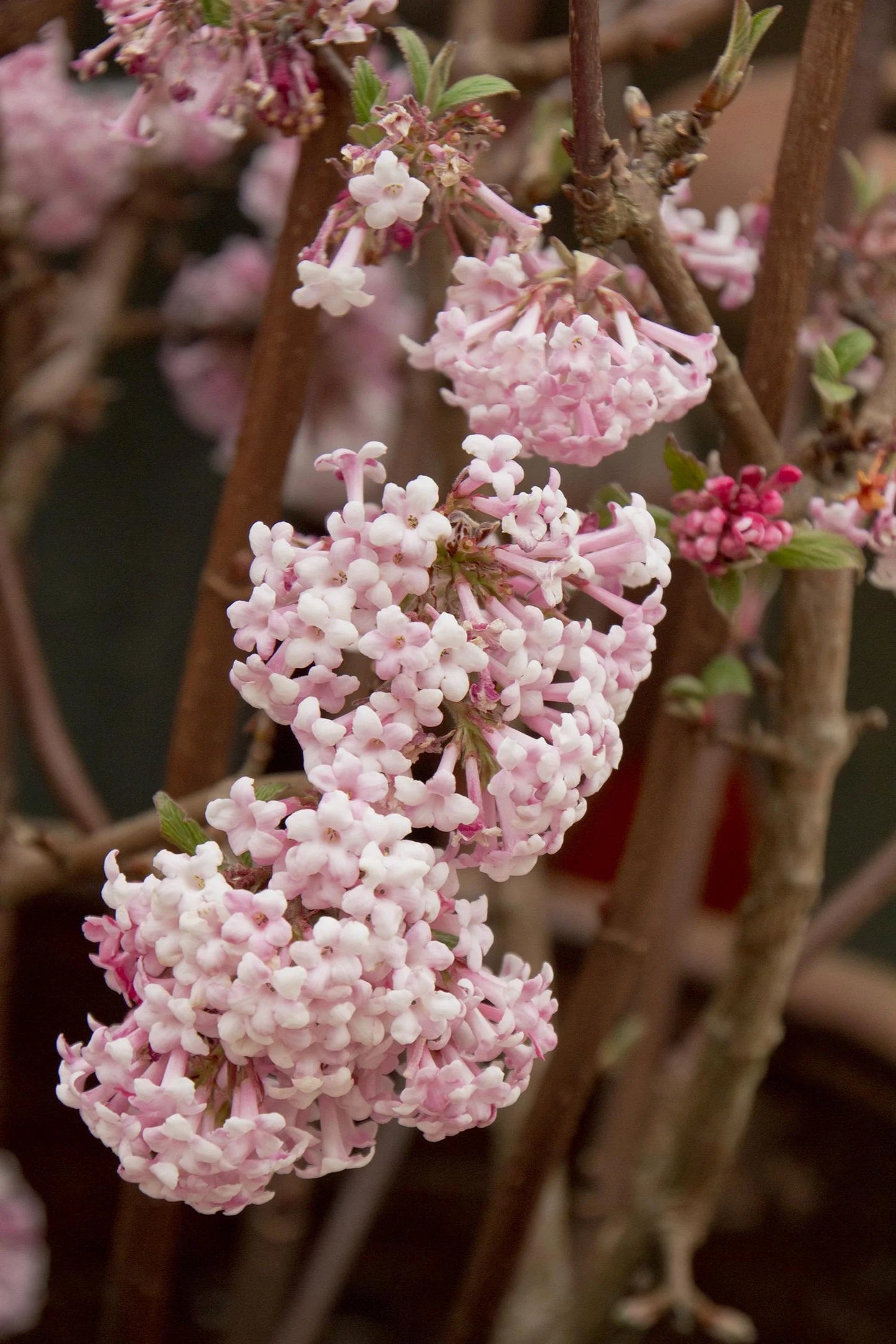 PINK DAWN VIBURNUM 5gal