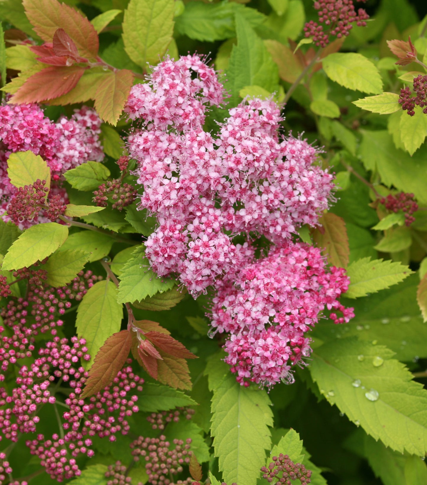 Double Play Big Bang® Spirea (Spiraea japonica 'Tracy') - 3 gallon 15"
