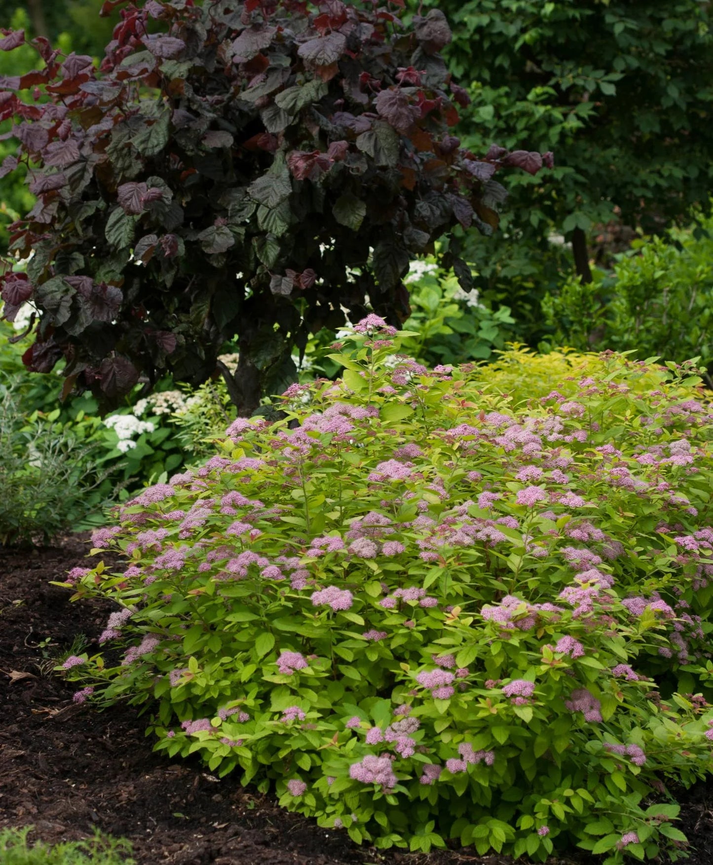 DOUBLE PLAY BIG BANG SPIREA 2gal