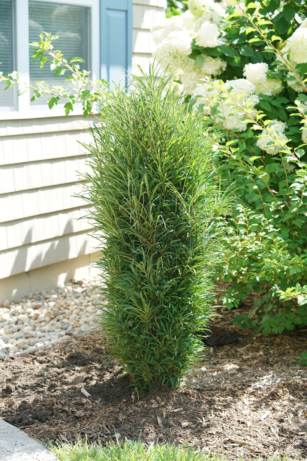 Fine Line® Buckthorn (Rhamnus frangula 'Ron Williams') - 3 gallon 24"