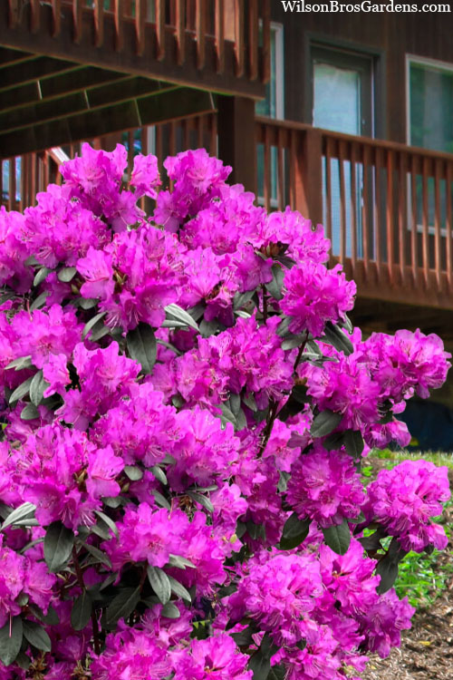 PJM Elite Rhododendron (RHODO. PJM ELITE) - 3 gallon 15"