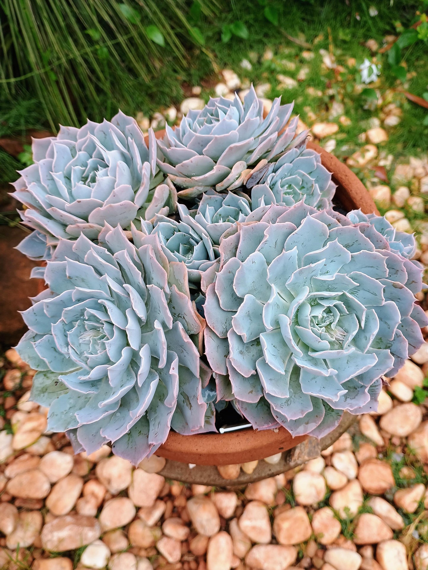 Blue Echeveria